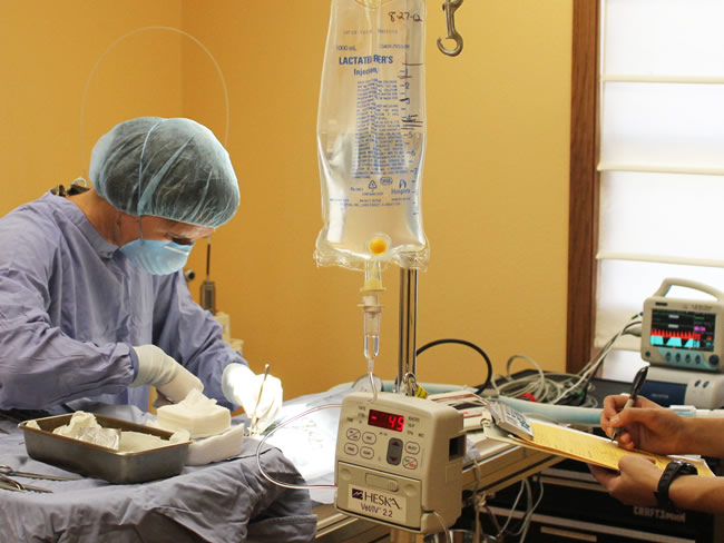 4-1 Pet surgery