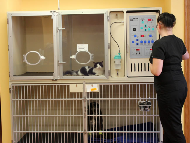 7 Pet ICU in Fitchburg WI