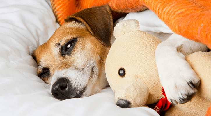 Boarding urgent pet health care