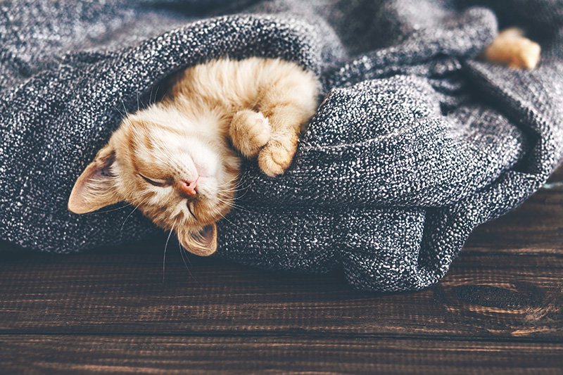 stem cell therapy Stem Cell Therapy for Pets in Fitchburg, WI