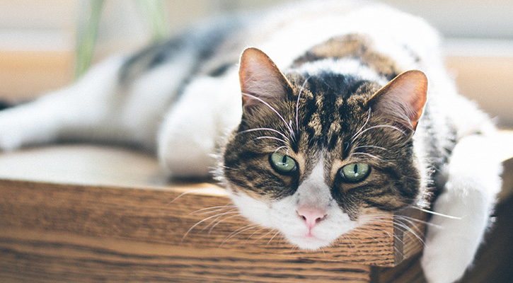 cat_4 cat_4