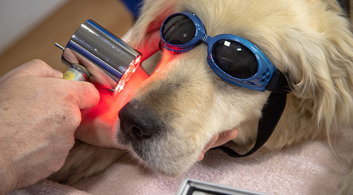 dog_dental