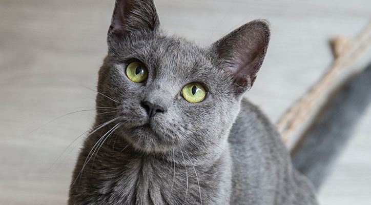 milada-vigerova-0TPAlZ87mzk-unsplash Pet Cancer Diagnosis and Treatment in Fitchburg, WI