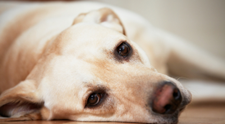Pet Pain Management in Fitchburg, WI