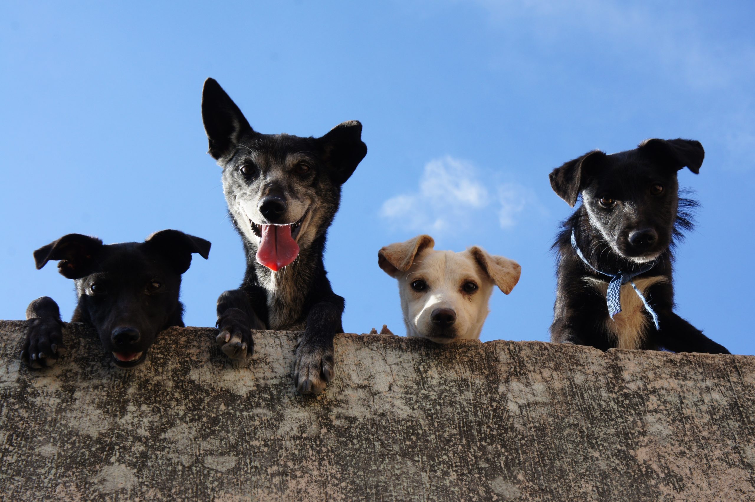 Adult-Pet-Care Adult pet care