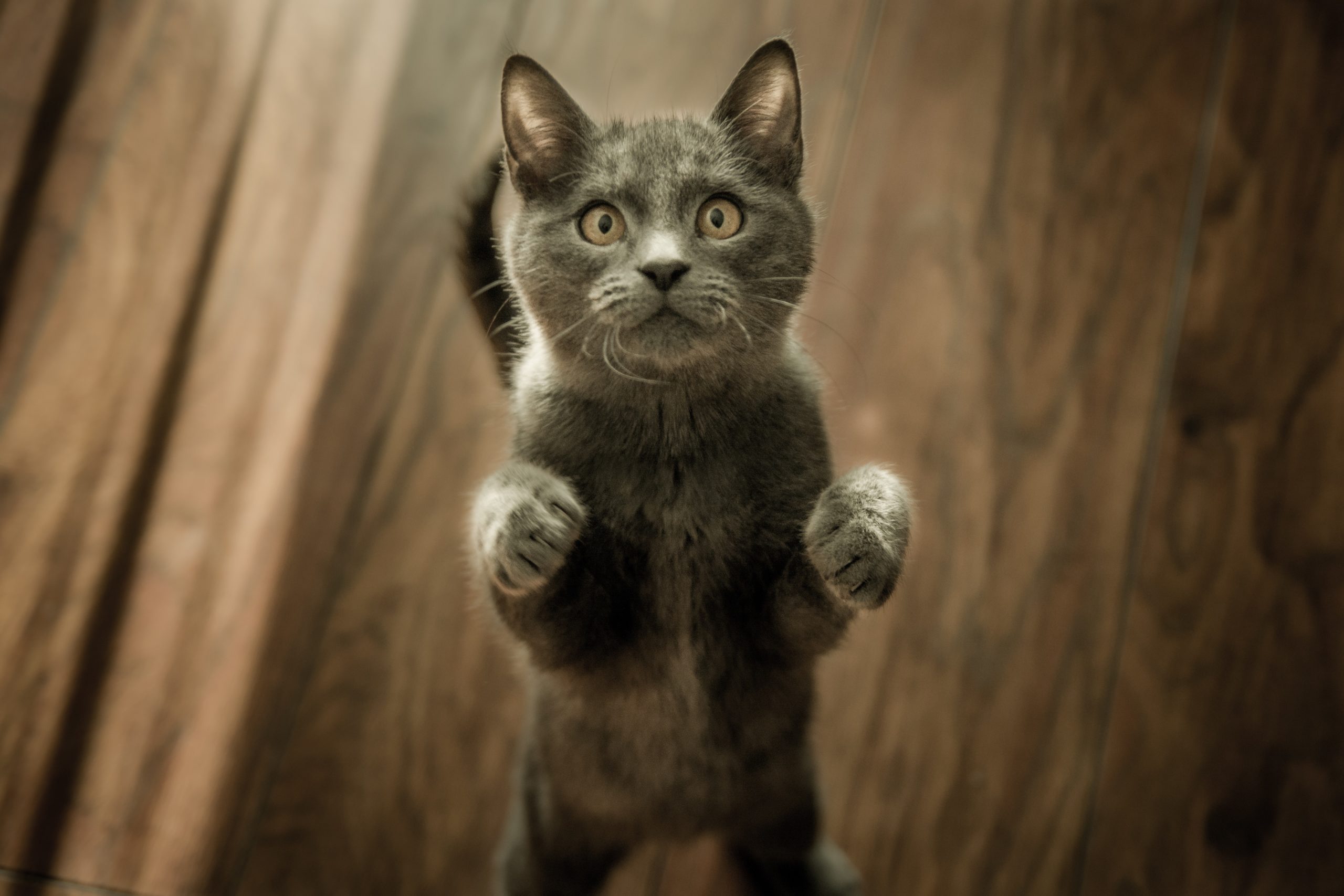 Pet-Care Pet Care