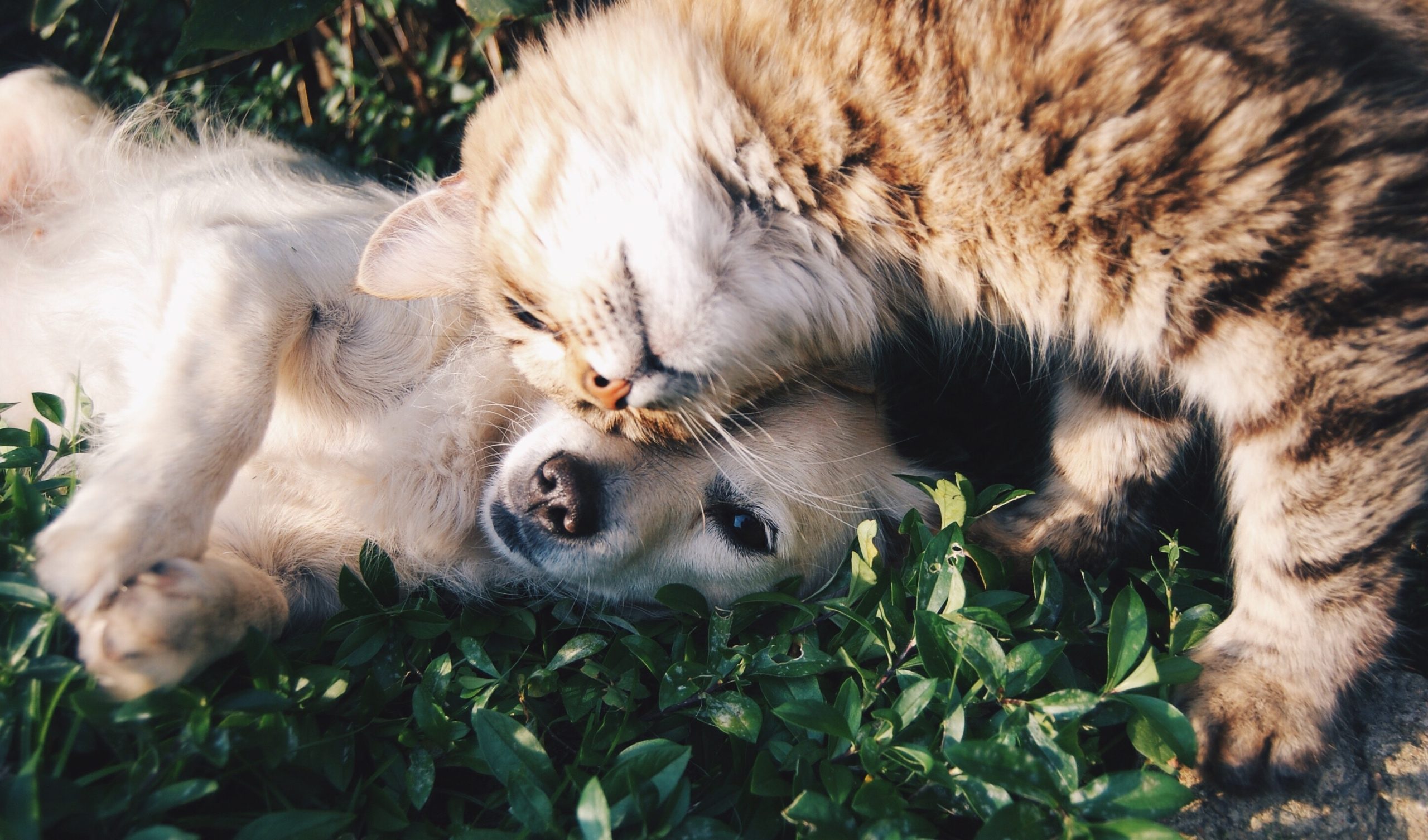 Puppy-and-Kitten Puppy and kitten wellness