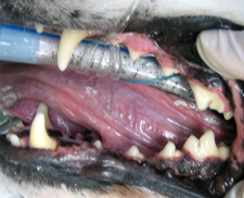 Dog Dental Cleaning - After