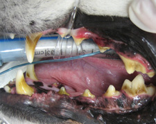 Dog Dental Cleaning - Before