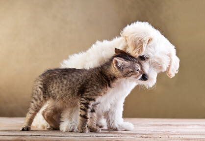 Healthy kitten and puppy playing 
