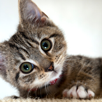 Kitten looking straight at camera
